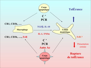 Corps apoptotique Macrophage Cellule dendritique C ’ PCR Corps apoptotique C ’ PCR Auto Ac CR1, CD36, …. CR1, CD36, ….,  FcR IL-1, TNF  Présentation croisée TGF  , IL-10 Rupture de tolérance Tolérance FcR ? 