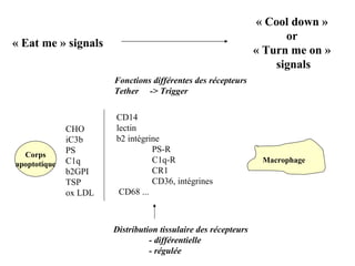 Corps apoptotique Macrophage « Eat me » signals « Cool down »  or  « Turn me on »  signals CHO iC3b PS C1q b2GPI TSP ox LDL CD14 lectin b2 intégrine PS-R C1q-R CR1 CD36, intégrines CD68 ... Distribution tissulaire des récepteurs - différentielle - régulée Fonctions différentes des récepteurs Tether -> Trigger 