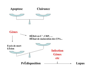 Apoptose Clairance Prédisposition Déficit en C ’, CRP, … Défaut de maturation des CPA... Excès de mort Lésion Lupus Infection Gènes etc Gènes 