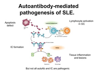 Autoantibody-mediated pathogenesis of SLE.    Lymphocyte activation in GC IC formation Tissue inflammation  and lesions Apoptosis defect But not all autoAb and IC are pathogenic 