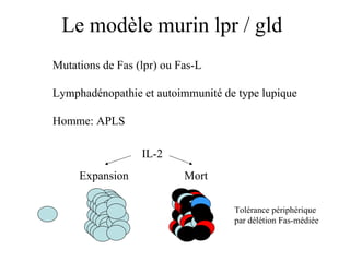 Le modèle murin lpr / gld Mutations de Fas (lpr) ou Fas-L Lymphadénopathie et autoimmunité de type lupique Homme: APLS IL-2 Expansion Mort Tolérance périphérique par délétion Fas-médiée 