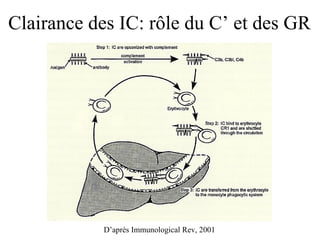 D’après Immunological Rev, 2001 Clairance des IC: rôle du C’ et des GR 