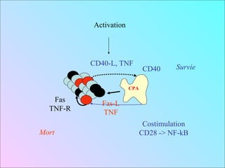 CPA Fas TNF-R Fas-L TNF CD40-L, TNF CD40 Activation Survie Mort Costimulation CD28 -> NF-kB 