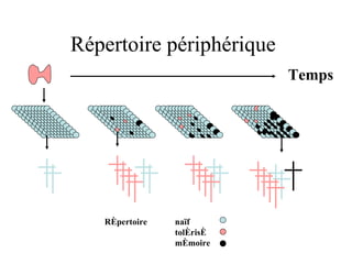Répertoire périphérique Répertoire  naïf tolérisé mémoire Temps 