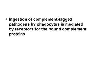 Ingestion of complement-tagged pathogens by phagocytes is mediated by receptors for the bound complement proteins 