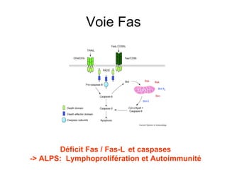 Voie Fas Déficit Fas / Fas-L et caspases -> ALPS:  Lymphoprolifération et Autoimmunité 