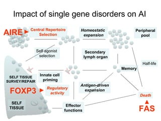 Impact of single gene disorders on AI Central Repertoire Selection Homeostatic  expansion Half-life Self agonist  selection Antigen-driven expansion Innate cell  priming Secondary  lymph organ Effector functions Death SELF TISSUE SELF TISSUE SURVEY/REPAIR Peripheral pool Regulatory activity Memory AIRE FOXP3 FAS 