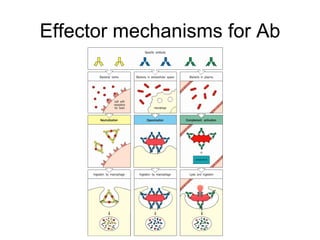 Effector mechanisms for Ab 