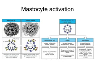 Mastocyte activation 