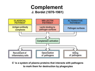 Complement  J. Bordet (1870-1961) C’ is a system of plasma proteins that interacts with pathogens  to mark them for destruction by phagocytes 