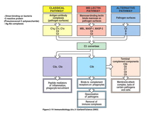 Figure 2-19 - Direct binding on bacteria C-reactive protein (Pneumococcal C polysaccharide) - Ag-Ab complexes 