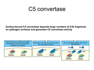C5 convertase Surface-bound C3 convertase deposits large numbers of C3b fragments  on pathogen surfaces and generates C5 convertase activity 
