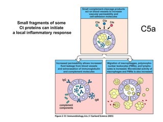 Small fragments of some  Ct proteins can initiate  a local inflammatory response C5a 