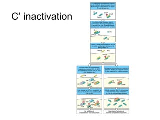 C’ inactivation 