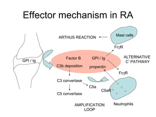 Effector mechanism in RA GPI / Ig C3b deposition C3 convertase C5 convertase ALTERNATIVE  C’ PATHWAY C5a C5aR properdin Fc  R GPI / Ig Factor B Neutrophils Mast cells Fc  R ARTHUS REACTION AMPLIFICATION LOOP 