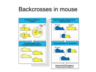 Backcrosses in mouse 