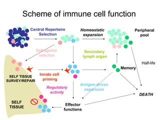Scheme of immune cell function Central Repertoire Selection Homeostatic  expansion Half-life Self agonist  selection Antigen-driven expansion Innate cell  priming Secondary  lymph organ Effector functions DEATH SELF TISSUE SELF TISSUE SURVEY/REPAIR Peripheral pool Regulatory activity Memory 