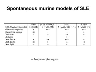 Spontaneous murine models of SLE -> Analysis of phenotypes 