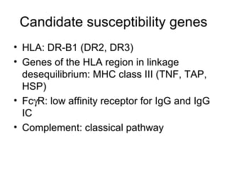 Candidate susceptibility genes HLA: DR-B1 (DR2, DR3) Genes of the HLA region in linkage desequilibrium: MHC class III (TNF, TAP, HSP) Fc  R: low affinity receptor for IgG and IgG IC Complement: classical pathway 