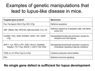 Examples of genetic manipulations that lead to lupus-like disease in mice.  No single gene defect is sufficient for lupus development Defective hormone signaling ERα Cytokine production abnormalities TGFβ, IL-10, IFN-γ (Tg) IL-4 (Tg) Dysregulated lymphocyte activation caused by intracellular signaling molecule mutations SHP-1, Lyn, PKC-d, P21, E2F2, Stra13, Gadd45a, Rasgrp1, Fli-1 (Tg), SOCS-1, LIGHT (Tg) TSAd Dysregulated lymphocyte activation caused by receptors and their ligands FcγRIIB, TACI, CD22 TGFβRII, CD45*, PD-1 BAFF (Tg) Defective clearance of apoptotic cells, cell debris, and/or ICs SAP, DNase, Mer, MFG-E8, IgM (secreted), C1q, C4 Defective apoptosis Fas, Fas ligand, Bcl-2 (Tg), IEX-1(Tg) Mechanism Targeted gene product a 