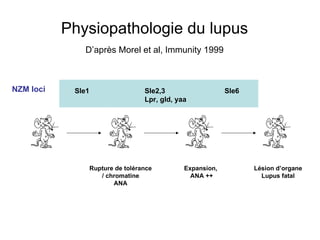 Physiopathologie du lupus  D’après Morel et al, Immunity 1999   Sle1 Sle2,3 Lpr, gld, yaa Sle6 Rupture de tolérance / chromatine ANA Expansion,  ANA ++ Lésion d’organe Lupus fatal NZM loci 