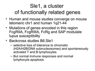 Sle1, a cluster  of functionally related genes Human and mouse studies converge on mouse telomeric chr1 and human 1q21-44 Mutations of genes encoded in this region FcgRIIA, FcgRIIIA, FcRg and SAP modulate lupus susceptibility Backcross studies B6.Sle1  selective loss of tolerance to chromatin (H2A/H2B/DNA subnucleosomes) and spontaneously activated T and B lymphocytes But normal immune responses and normal lymphocyte apoptosis 
