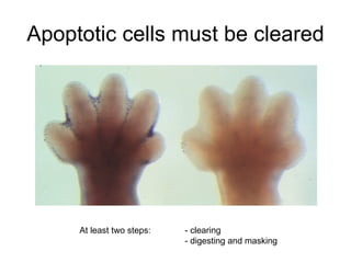 Apoptotic cells must be cleared At least two steps:  - clearing - digesting and masking 