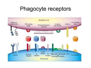 Phagocyte receptors 