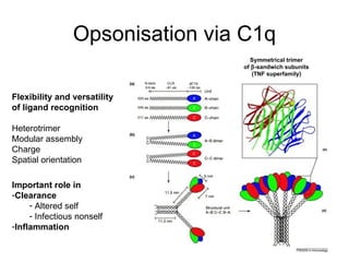 Opsonisation via C1q Flexibility and versatility of ligand recognition Heterotrimer Modular assembly Charge Spatial orientation Symmetrical trimer of   -sandwich subunits (TNF superfamily) Important role in Clearance Altered self Infectious nonself Inflammation 