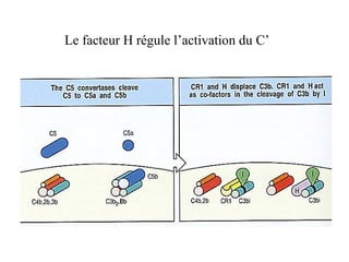 Le facteur H régule l’activation du C’ 