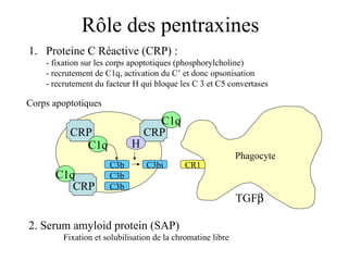 Rôle des pentraxines Proteine C Réactive (CRP) :  - fixation sur les corps apoptotiques (phosphorylcholine) - recrutement de C1q, activation du C’ et donc opsonisation  - recrutement du facteur H qui bloque les C 3 et C5 convertases 2. Serum amyloid protein (SAP) Fixation et solubilisation de la chromatine libre TGF  CR1 C3b C3bi Corps apoptotiques CRP CRP CRP C1q C1q C1q H C3b C3b Phagocyte 