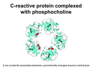 C-reactive protein complexed with phosphocholine 5 non covalently associated protomers, symmetrically arranged around a central pore 