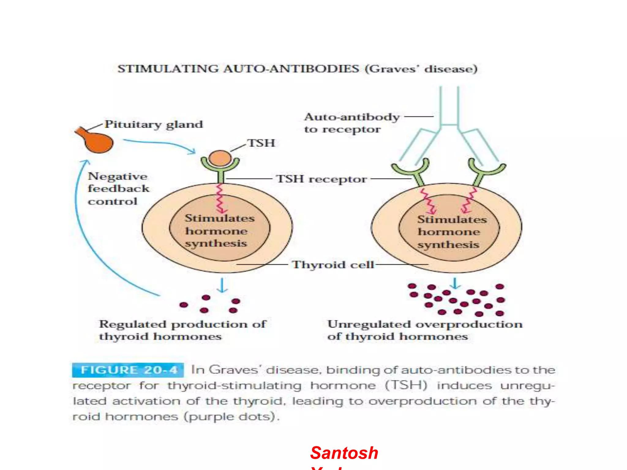 Autoimmunity Animation Autoimmunity | PPTX