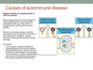 Causes of autoimmune disease
• Antigen hidden or sequestrated in
cells or tissues
• Some body proteins remain hidden or
sequestrated from immunologically
competent cells. So, they are not
recognized as ‘self’ by the immune
system.
• When such protein escape into the
circulation (due to trauma or infection),
they behave as antigens, induce
immune response and produce tissue
damage.
• Examples:
• Lens protein: usually isolated or
sequestrated from immune system
during development. Due to trauma
to the eye, lens protein may escape
into circulation, produce autoantibody
and cause immunologic damage to
the eye (sympathetic ophthalmia).
 
