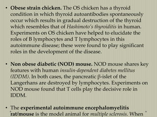 • Obese strain chicken. The OS chicken has a thyroid
condition in which thyroid autoantibodies spontaneously
occur which results in gradual destruction of the thyroid
which resembles that of Hashimoto’s thyroiditis in human.
Experiments on OS chicken have helped to elucidate the
roles of B lymphocytes and T lymphocytes in this
autoimmune disease; these were found to play significant
roles in the development of the disease.

• Non obese diabetic (NOD) mouse. NOD mouse shares key
features with human insulin-dependent diabetes mellitus
(IDDM). In both cases, the pancreatic β-islet of the
Langerhans are destroyed by lymphocytes. Experiments on
NOD mouse found that T cells play the decisive role in
IDDM.
• The experimental autoimmune encephalomyelitis
rat/mouse is the model animal for multiple sclerosis. When

 