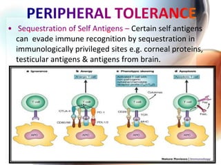 Certain self antigens
can evade immune recognition by sequestration in
immunologically privileged sites e.g. corneal proteins,
testicular antigens & antigens from brain.
 