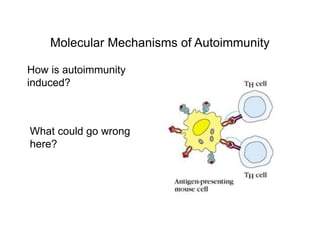 Molecular Mechanisms of Autoimmunity
What could go wrong
here?
How is autoimmunity
induced?
 