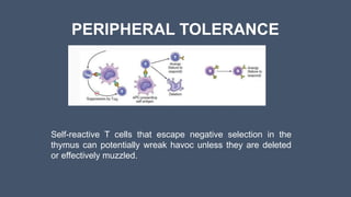 PERIPHERAL TOLERANCE
Self-reactive T cells that escape negative selection in the
thymus can potentially wreak havoc unless they are deleted
or effectively muzzled.
 