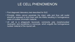 LE CELL PHENOMENON
• First diagnostic laboratory test described for SLE.
• Principle :ANAs cannot penetrate the intact cells and thus cell nuclei
should be exposed to bind them with the ANAs resulting in homogeneous
mass of nuclear chromatin material.
• LE cell is a phagocytic leucocyte, commonly poly morphonuclear
neutrophil, and sometimes a monocyte, which engulfs the homogeneous
nuclear material of the injured cell.
 