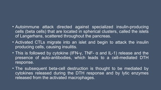 • Autoimmune attack directed against specialized insulin-producing
cells (beta cells) that are located in spherical clusters, called the islets
of Langerhans, scattered throughout the pancreas.
• Activated CTLs migrate into an islet and begin to attack the insulin
producing cells, causing insulitis.
• This is followed by cytokine (IFN-γ, TNF- α and IL-1) release and the
presence of auto-antibodies, which leads to a cell-mediated DTH
response.
• The subsequent beta-cell destruction is thought to be mediated by
cytokines released during the DTH response and by lytic enzymes
released from the activated macrophages.
 
