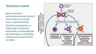 Tolerância central
Ocorre durante o
desenvolvimento das células T
e B no timo e na medula
óssea, respectivamente.
Durante esse processo, as
células que reconhecem
fortemente os autoantígenos
são eliminadas ou inativadas,
evitando que causem danos
ao corpo.
 