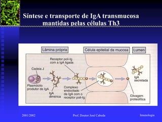 Síntese e transporte de IgA transmucosa
       mantidas pelas células Th3




2001/2002       Prof. Doutor José Cabeda   Imunologia
 