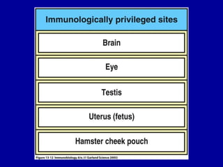 Figure 13-12




2001/2002   Prof. Doutor José Cabeda   Imunologia
 