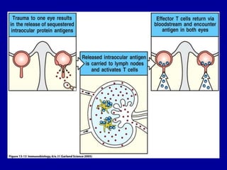 Figure 13-13




2001/2002   Prof. Doutor José Cabeda   Imunologia
 
