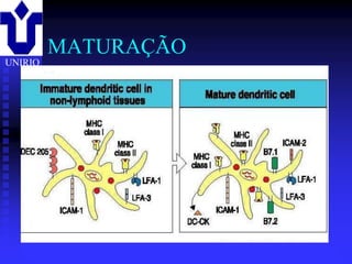 MATURAÇÃO
UNIRIO




         2001/2002   Prof. Doutor José Cabeda   Imunologia
 