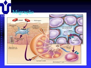 Migração
UNIRIO




         2001/2002   Prof. Doutor José Cabeda   Imunologia
 