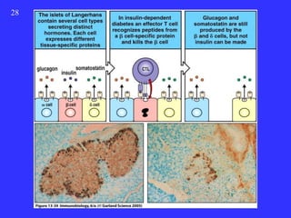 28


     Figure 13-34




     2001/2002   Prof. Doutor José Cabeda   Imunologia
 