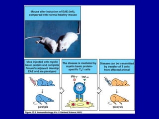 Figure 13-3




2001/2002     Prof. Doutor José Cabeda   Imunologia
 
