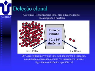 Deleção clonal
                     As células T se formam no timo, mas a maioria morre,
UNIRIO                              não chegando à periferia



                                              Timo de
                                              ratinho
                                             1-2 x 108
                                             timócitos

                        5 x 107/dia                               2 x 106/dia
                     98% das células morrem no timo sem induzirem inflamação,
                       ou aumento do tamanho do timo (os macrófagos tímicos
                                 fagocitam os timócitos apoptóticos)
         2001/2002                     Prof. Doutor José Cabeda                 Imunologia
 