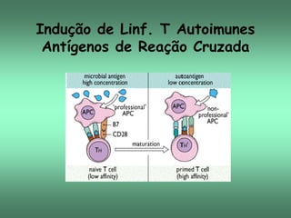 Indução de Linf. T Autoimunes
Antígenos de Reação Cruzada

 